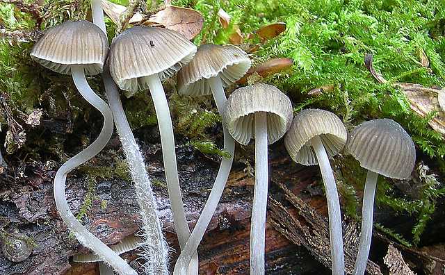 Mycena abramsii     (Murrill)    Murrill